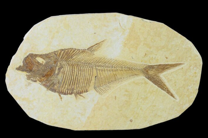 Fossil Fish (Diplomystus) - Green River Formation #137970